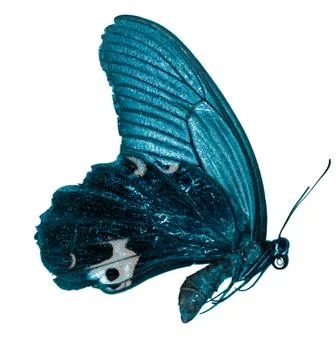 Butterfly Stock Photos