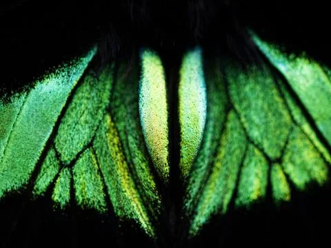 Butterfly Foto stock