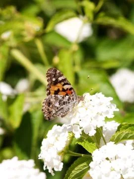 Butterfly Stock-Fotos