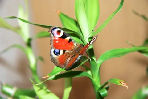 Butterfly Stock Photos