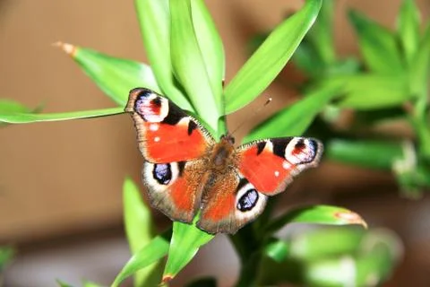 Butterfly Stock Photos