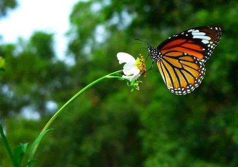 Butterfly Stock Photos