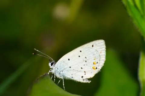 Butterfly Stock Photos
