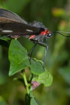 Butterfly Stock Photos