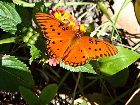 Butterfly Fotos de archivo