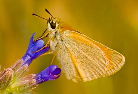 Butterfly Stock Photos