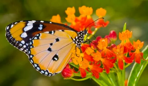 Butterfly Stock Photos