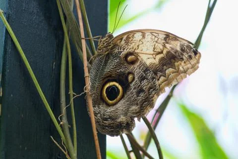 Butterfly Foto stock