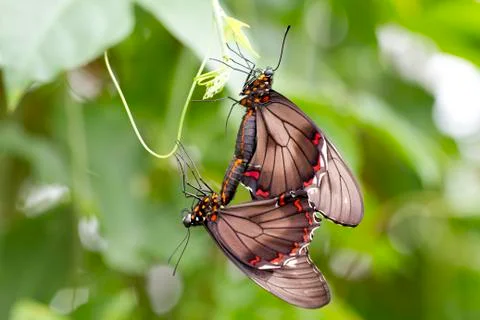 Butterfly 库存照片