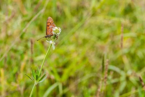 Butterfly Stock Photos