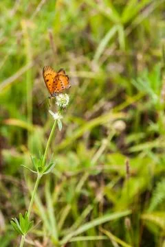 Butterfly Stock Photos