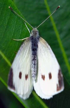 Butterfly Stock Photos