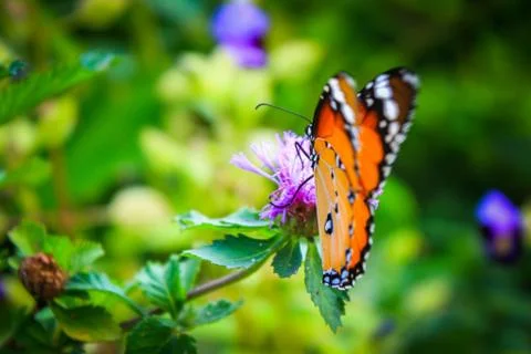 Butterfly Stock Photos