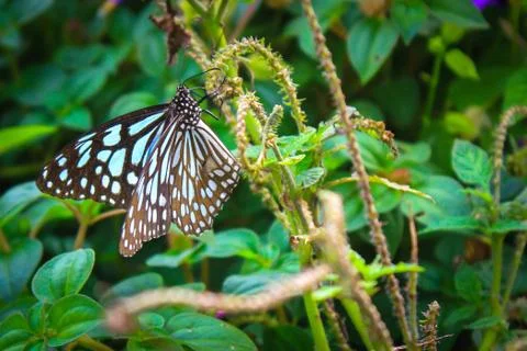 Butterfly Stock Photos