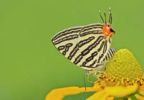 Butterfly Stock Photos