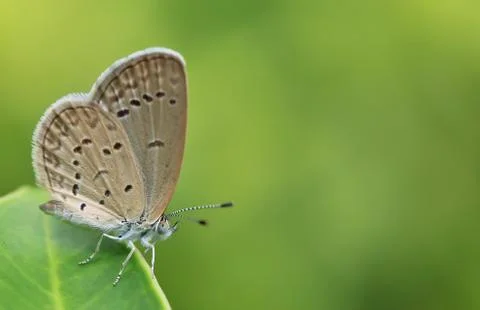Butterfly Stock Photos