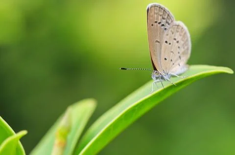 Butterfly Stock Photos
