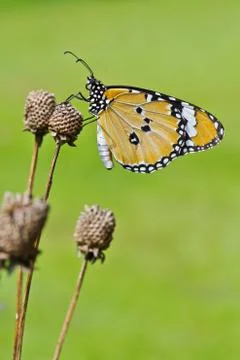 Butterfly Stock Photos