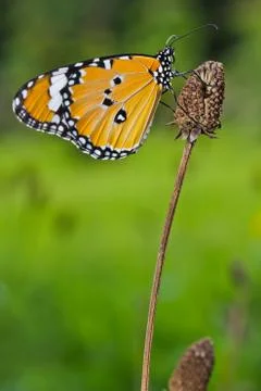 ิิิButterfly Foto stock