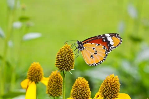 Butterfly Stock Photos