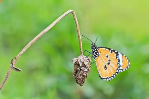 Butterfly Stock Photos