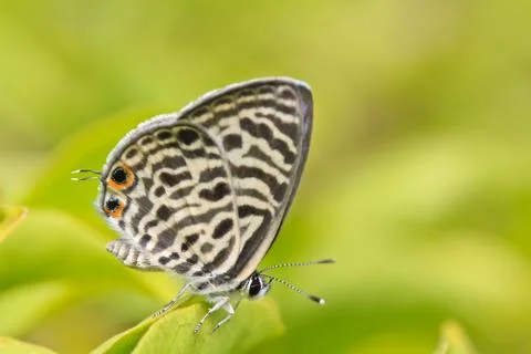 Butterfly Stock Photos