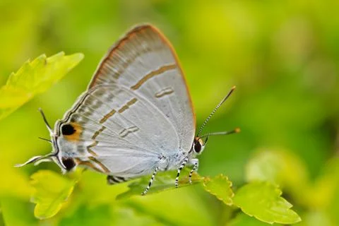 Butterfly Stock Photos