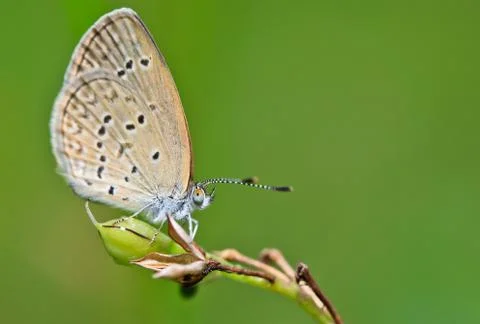 Butterfly Stock Photos