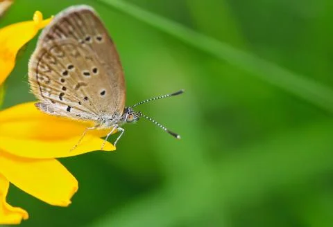 Butterfly Stock-Fotos
