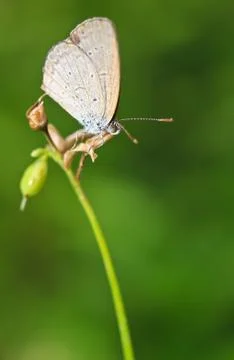 Butterfly Stock Photos