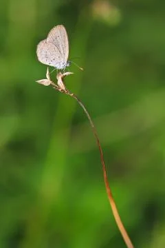 Butterfly Stock Photos