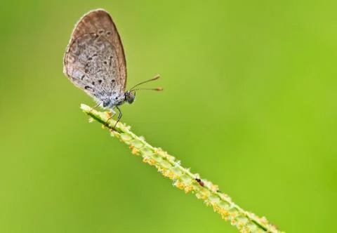 Butterfly Stock Photos