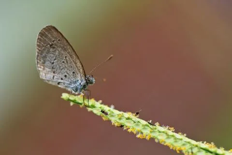 Butterfly Stock Photos