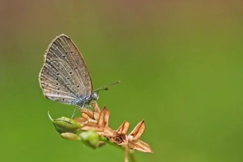 Butterfly Stock Photos