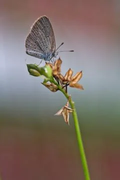 Butterfly Stock Photos