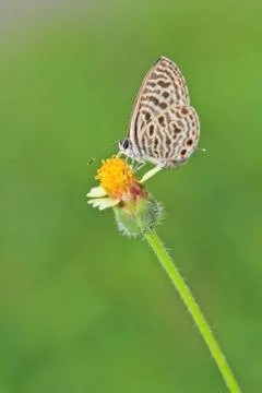 Butterfly Foto stock