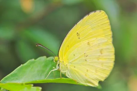 Butterfly Stock Photos
