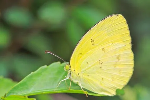 Butterfly Stock-Fotos