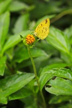 Butterfly Stock Photos