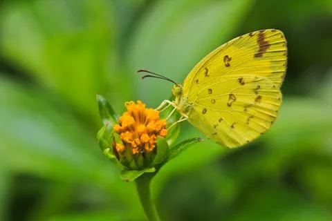 Butterfly Stock Photos