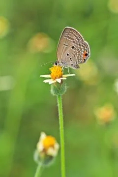 Butterfly Stock Photos