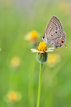Butterfly Stock Photos