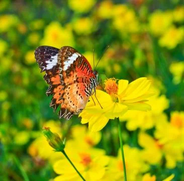 Butterfly Stock Photos