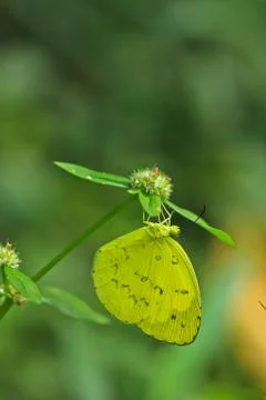 Butterfly Stock Photos