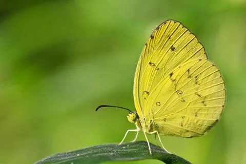 Butterfly Stock Photos
