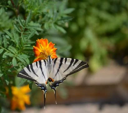 Butterfly Stockfoto's