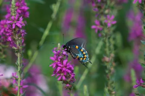 Butterfly Stock Photos