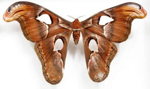 Butterfly Stock Photos