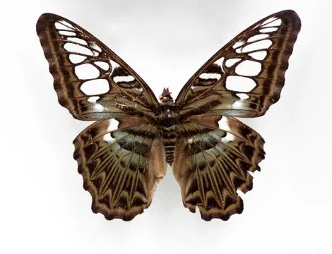 Butterfly Stock Photos