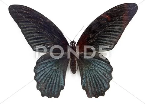 Butterfly Stock Photos